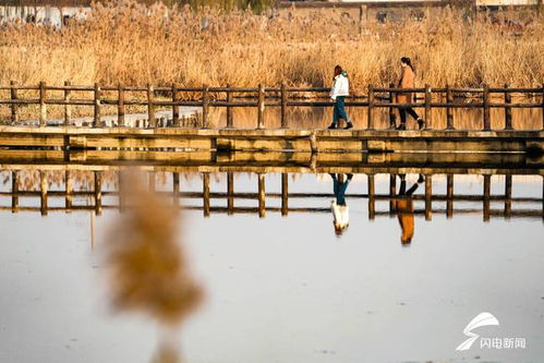 宛若匠心滋润根系 夏津行政，以人工湿地倾覆尾水二次初心