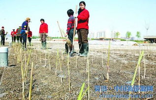 西北生态污水处理厂潜流型人工湿地工程启动绿化 赋能湿地生态