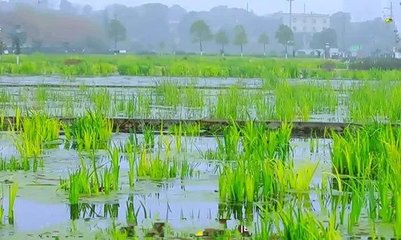 开福区将建生态污水处理厂 污水处理厂+人工湿地融合模式
