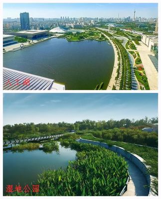 滨河人工湖变湿地公园 从大处看是好事，人工湿地的生态启示