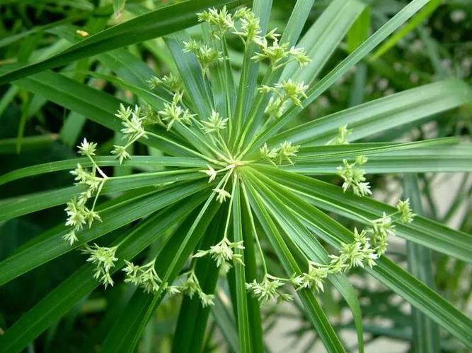 人工湿地的分类与种植植物