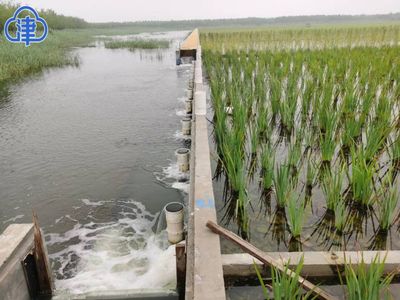 人工湿地助力水质提升 津南区补水7000万立方米的生态实践